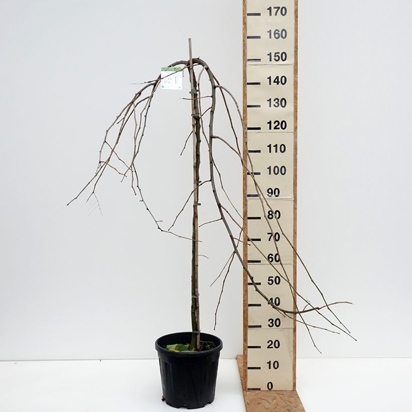 Exemplaar van Gleditsia triacanthos Emerald Cascade - Valse christusdoorn Pot van 7,5 l/10 l, Stengel zoals geleverd in de herfst