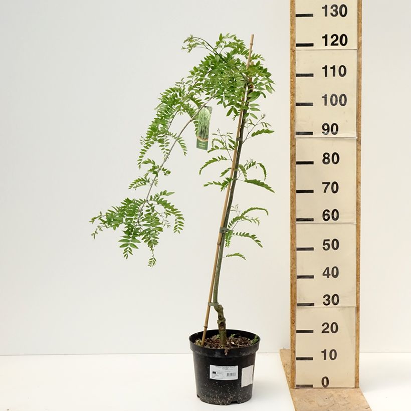 Example of Gleditsia triacanthos Emerald Cascade - Valse christusdoorn Pot van 12 l/15 l, Stengel as you get in printemps