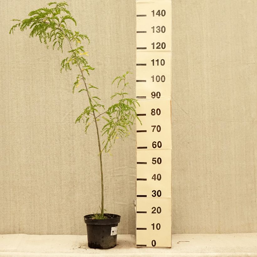 Exemplaar van Gleditsia triacanthos - Valse christusdoorn Pot van 4 l/5 l zoals geleverd in de zomer