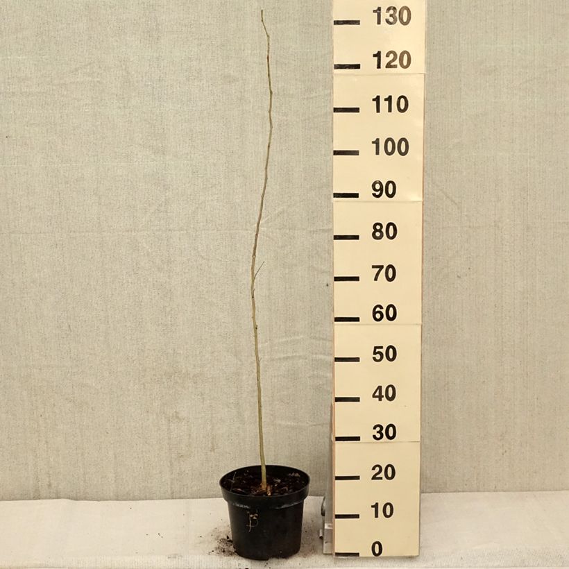 Example of Gleditsia triacanthos - Valse christusdoorn Pot van 4 l/5 l as you get in printemps