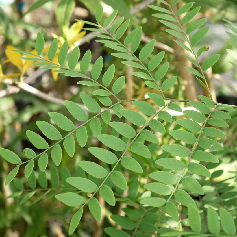 Gleditsia triacanthos Goofy - Valse christusdoorn (Blad)