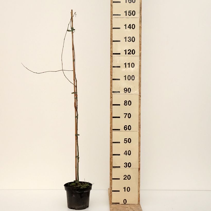 Exemplaar van Gleditsia triacanthos Goofy - Févier d'Amérique Pot de 7,5L/10L zoals geleverd in de winter