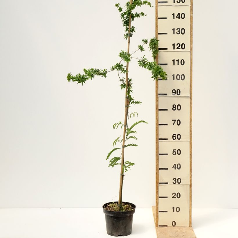Example of Gleditsia triacanthos Goofy - Valse christusdoorn Pot van 7,5 l/10 l as you get in printemps