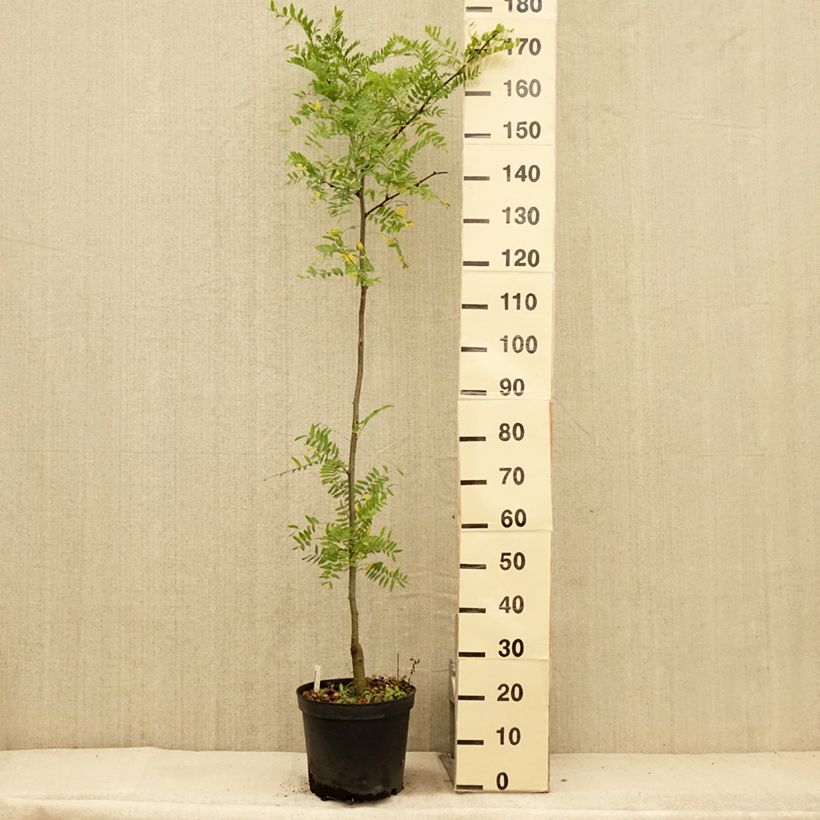Exemplaar van Gleditsia triacanthos Shademaster - Valse christusdoorn Pot van 7,5 l/10 l zoals geleverd in de zomer