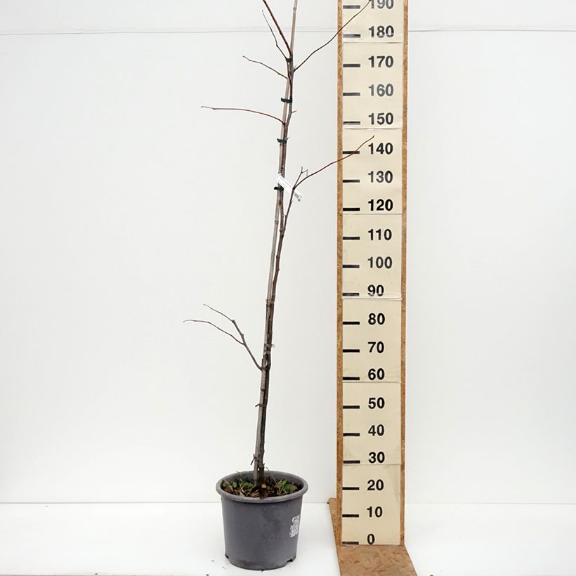 Exemplaar van Gleditsia triacanthos Skyline - Valse christusdoorn Pot van 12 l/15 l, Kroonhoogte zoals geleverd in de herfst