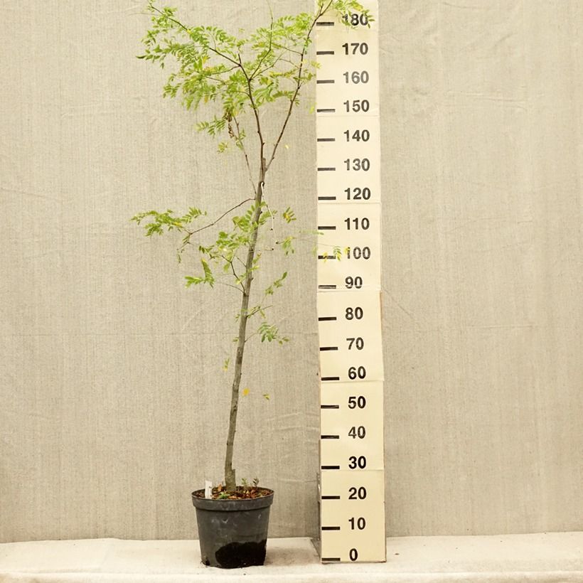 Exemplaar van Gleditsia triacanthos Skyline - Valse christusdoorn Pot van 7,5 l/10 l zoals geleverd in de zomer