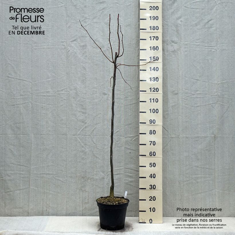 Exemplaar van Gleditsia triacanthos Skyline - Valse christusdoorn Pot van 7,5 l/10 l zoals geleverd in de herfst