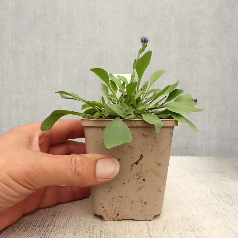 Exemplaar van Globularia punctata - Kogelbloem Kweekpotje van 8/9 cm zoals geleverd in de zomer
