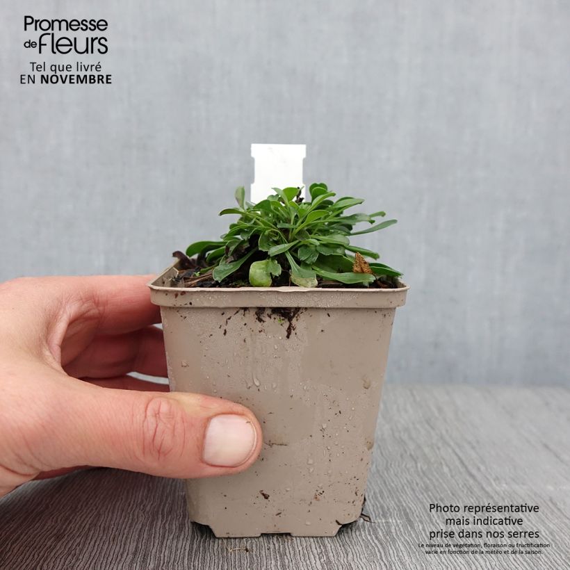Exemplaar van Globularia trichosantha - Kogelbloem Kweekpotje van 8/9 cm zoals geleverd in de herfst