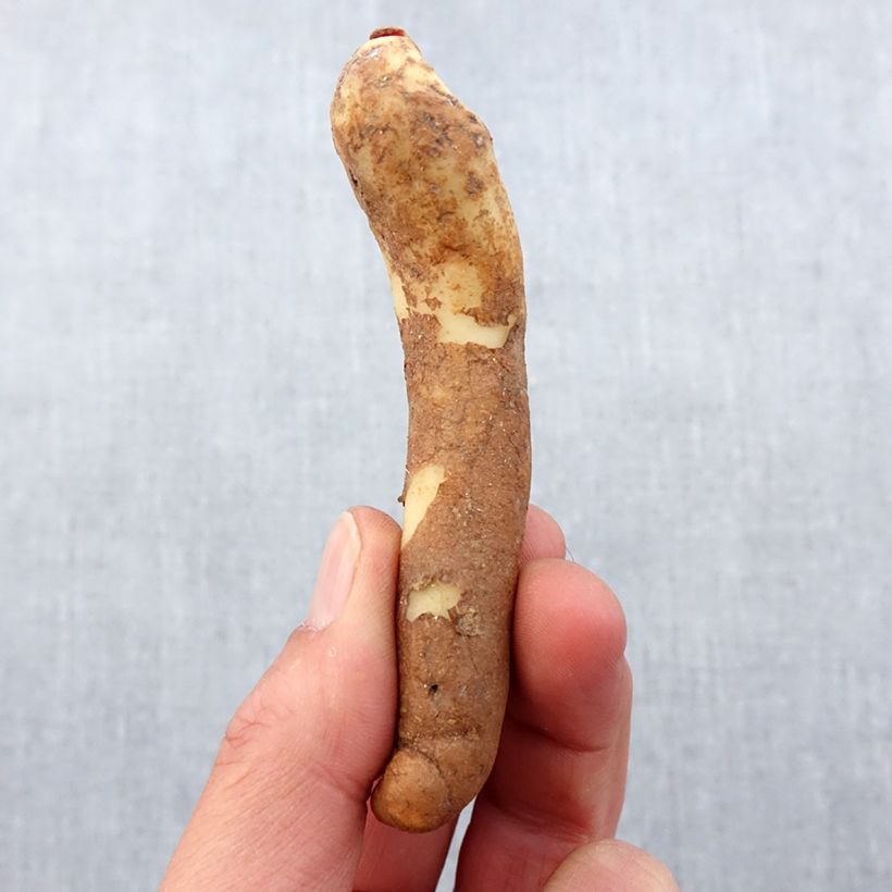 Exemplaar van Gloriosa lutea - Klimlelie Bol kaliber 10+ zoals geleverd in de lente