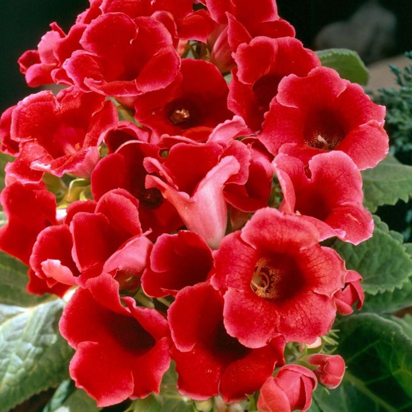 Gloxinia Etoile de Feu - Kamergloxinia (Bloei)