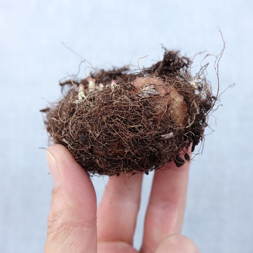 Exemplaar van Gloxinia Etoile de Feu - Kamergloxinia Bol kaliber 5+ zoals geleverd in de lente