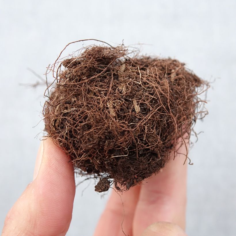 Exemplaar van Gloxinia Kaiser Friedrich - Kamergloxinia Bol kaliber 5+ zoals geleverd in de lente