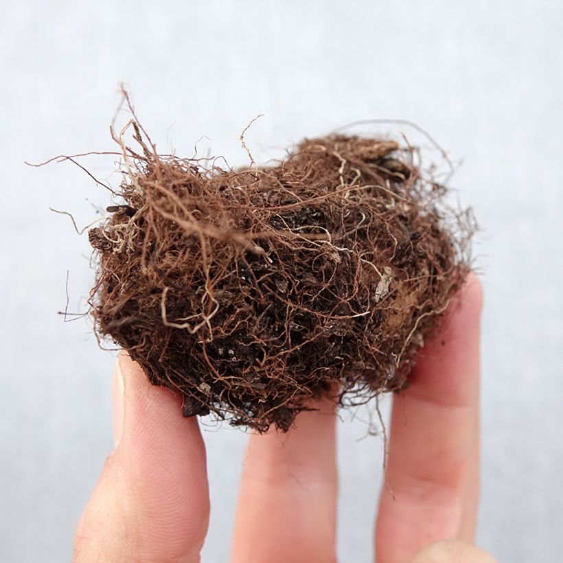 Exemplaar van Gloxinia Kaiser Wilhelm - Kamergloxinia Bol kaliber 5+ zoals geleverd in de lente