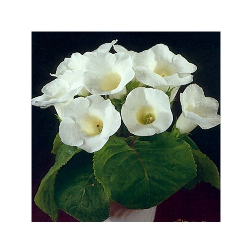 Gloxinia Mont Blanc - Kamergloxinia (Bloei)
