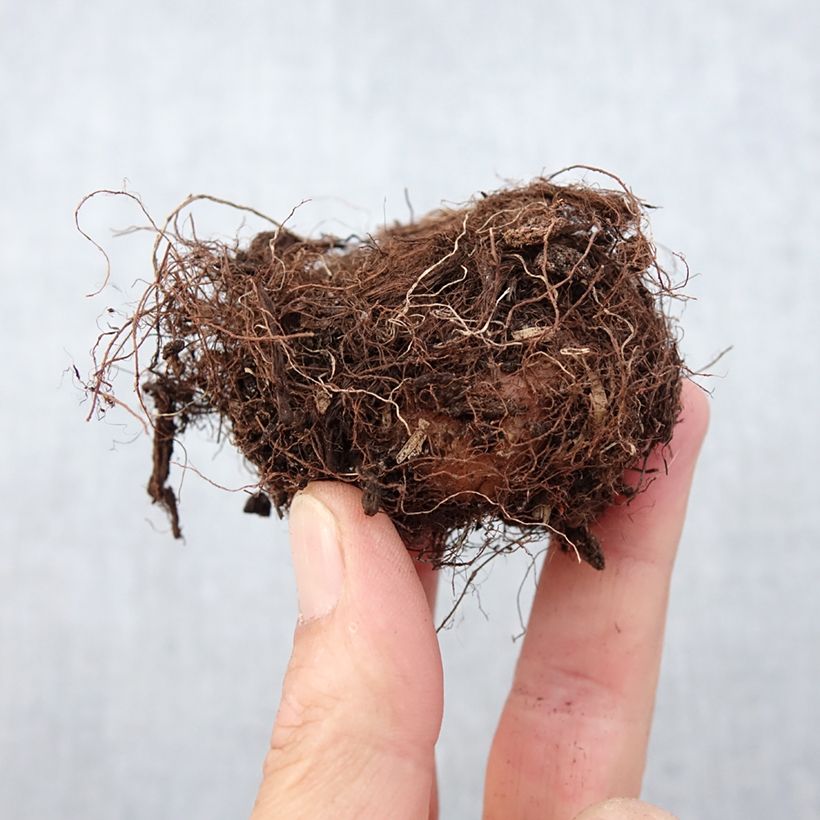 Exemplaar van Gloxinia Mont Blanc - Kamergloxinia Bol kaliber 5+ zoals geleverd in de lente