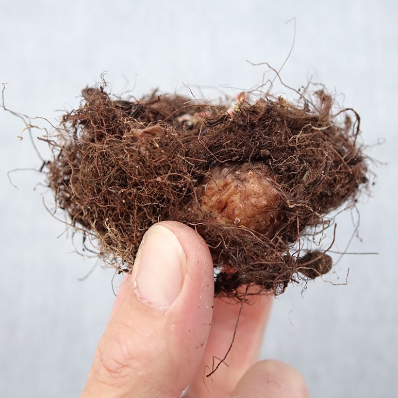 Exemplaar van Gloxinia Violacea - Kamergloxinia Bol kaliber 5+ zoals geleverd in de lente