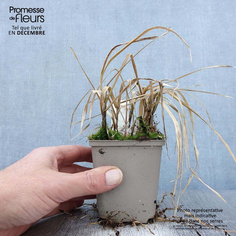 Exemplaar van Glyceria maxima Variegata - Liesgras Kweekpotje van 8/9 cm zoals geleverd in de herfst