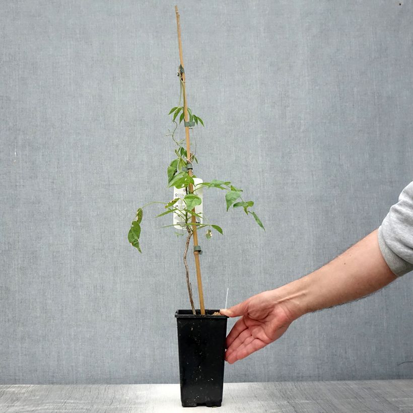 Exemplaar van Wisteria frutescens var. macrostachya Blue Moon - Amerikaanse blauwe regen Pot van 2 l/3 l zoals geleverd in de zomer