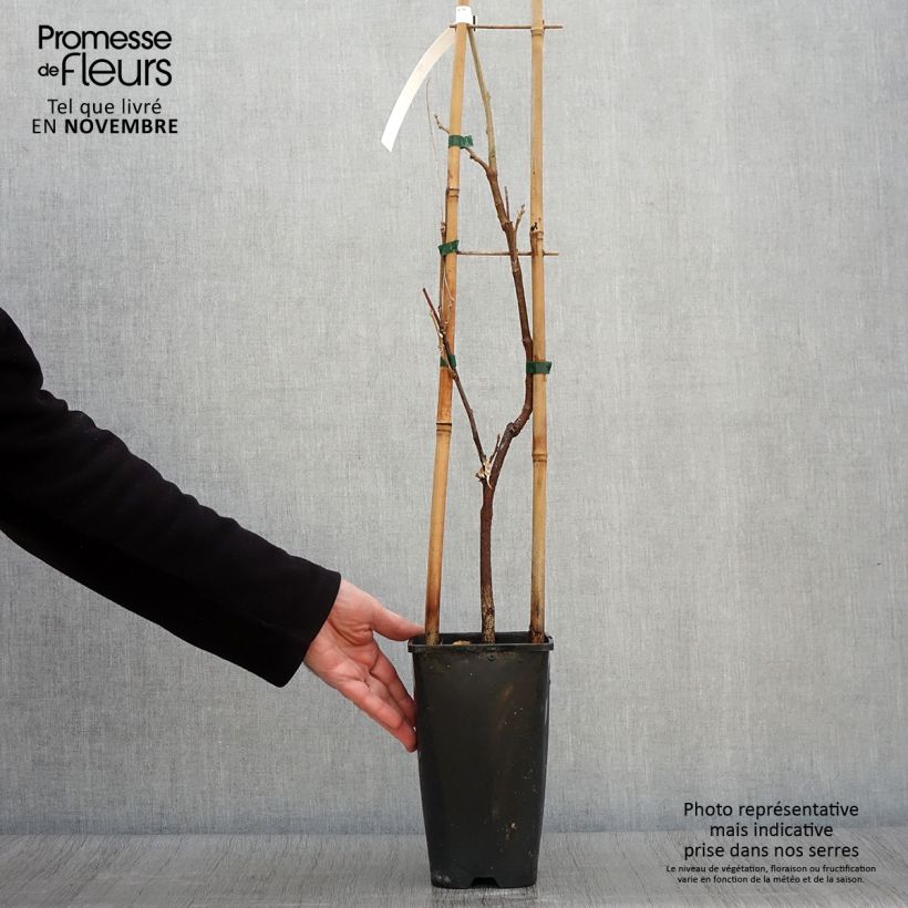 Exemplaar van Wisteria sinensis Caroline - Blauweregen Pot van 2 l/3 l zoals geleverd in de herfst