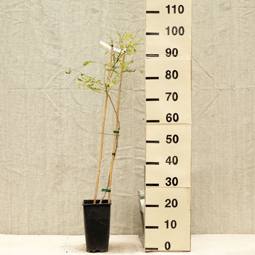Exemplaar van Wisteria sinensis Caroline - Blauweregen Pot van 2 l/3 l zoals geleverd in de zomer