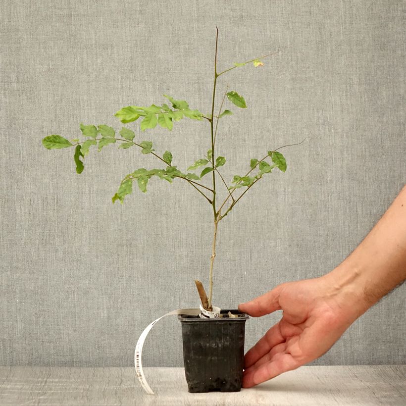 Exemplaar van Wisteria sinensis Alba - Blauweregen wit Kweekpotje van 8/9 cm zoals geleverd in de zomer