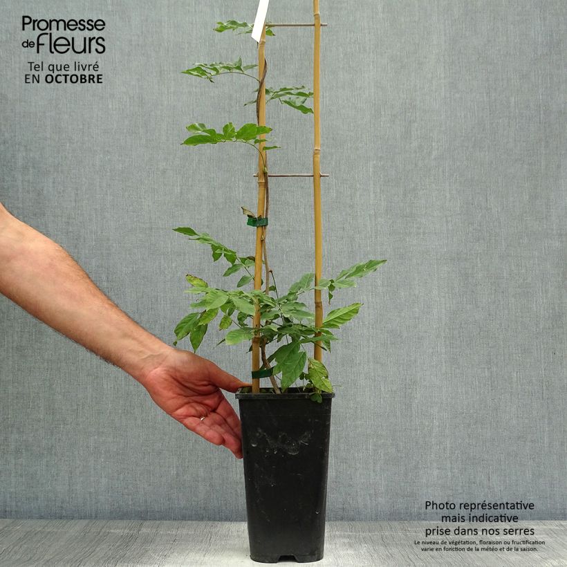 Exemplaar van Wisteria sinensis Alba - Blauweregen wit Pot van 2 l/3 l zoals geleverd in de herfst