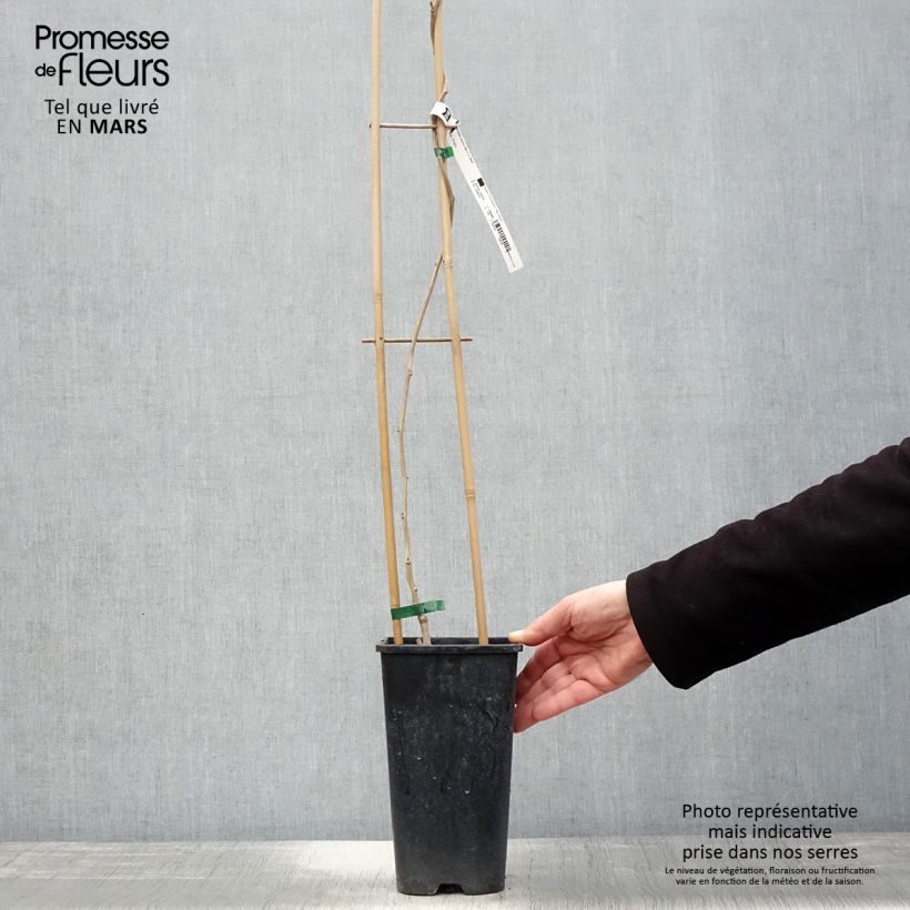 Exemplaar van Wisteria sinensis Alba - Blauweregen wit Pot van 2 l/3 l zoals geleverd in de lente