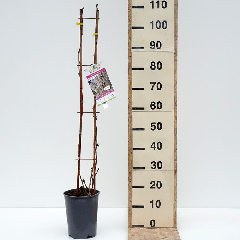 Exemplaar van Glycine de Chine - Wisteria sinensis Alba Pot de 3L/4L zoals geleverd in de winter