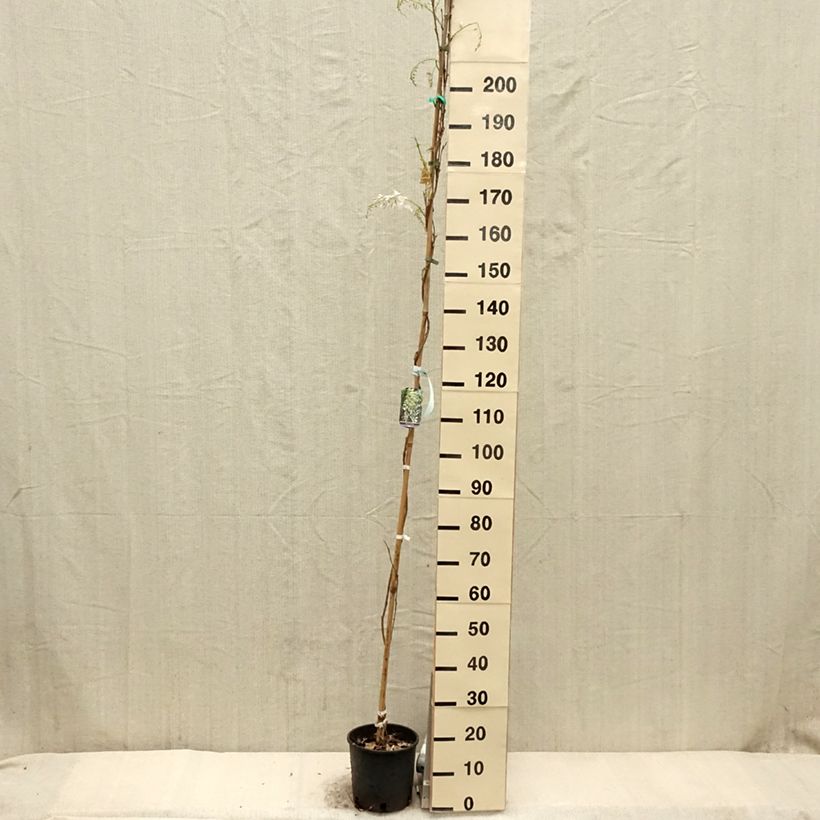 Exemplaar van Wisteria sinensis Alba - Blauweregen wit Pot van 3 l/4 l zoals geleverd in de lente