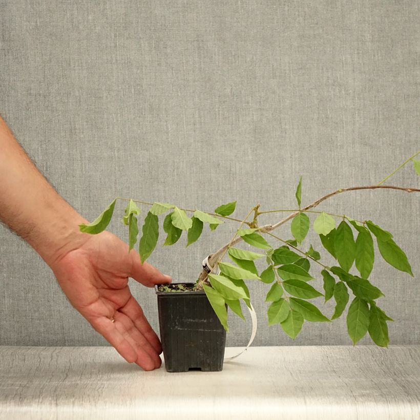 Exemplaar van Wisteria sinensis - Blauweregen Kweekpotje van 8/9 cm zoals geleverd in de zomer