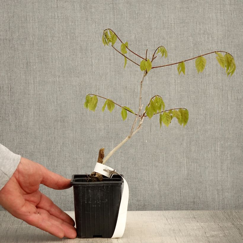 Exemplaar van Wisteria sinensis - Blauweregen Kweekpotje van 8/9 cm zoals geleverd in de lente