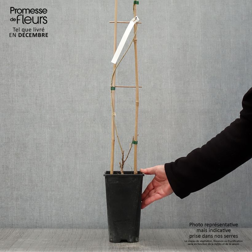 Exemplaar van Wisteria sinensis Flore Pleno - Blauweregen Pot van 3 l/4 l zoals geleverd in de herfst