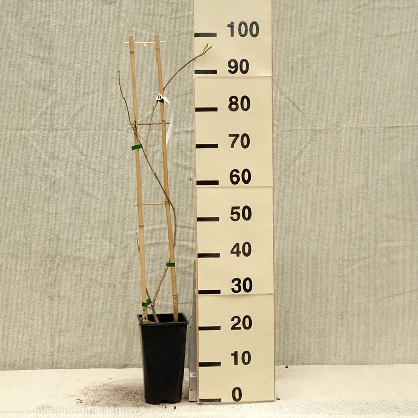 Exemplaar van Wisteria sinensis Flore Pleno - Blauweregen Pot van 3 l/4 l zoals geleverd in de lente