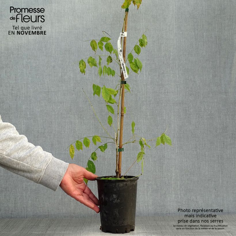 Exemplaar van Wisteria sinensis - Blauweregen Pot van 2 l/3 l zoals geleverd in de herfst