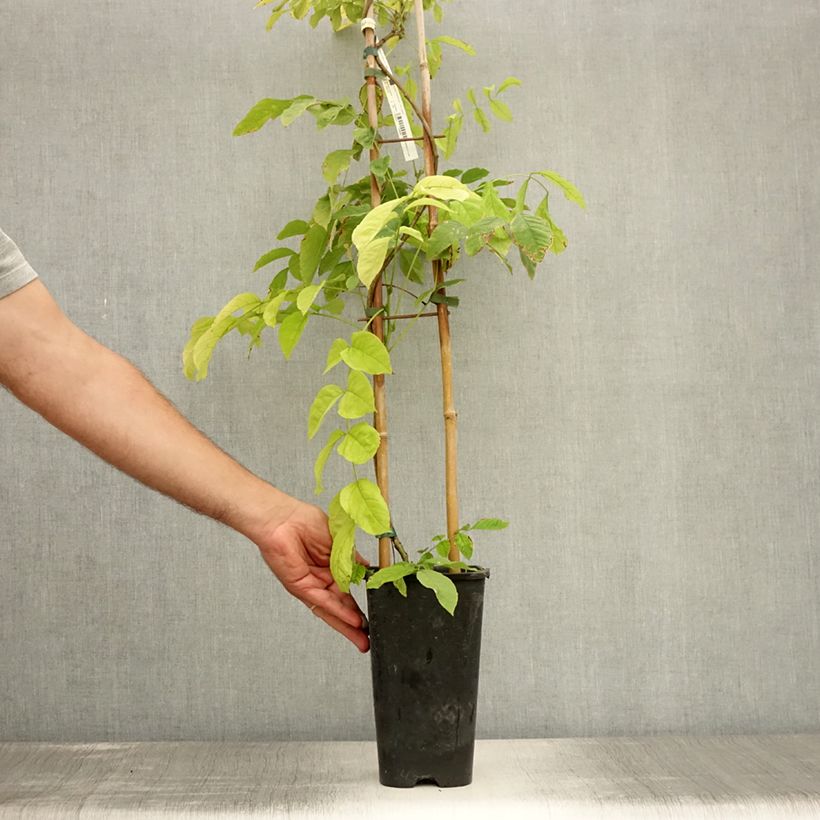 Exemplaar van Wisteria sinensis - Blauweregen Pot van 2 l/3 l zoals geleverd in de zomer