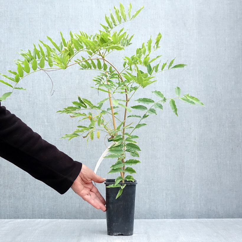 Exemplaar van Wisteria formosa - Blauwe regen Pot van 1,5 l/2 l zoals geleverd in de herfst