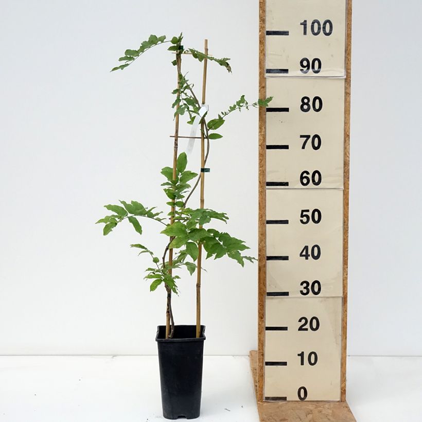 Exemplaar van Wisteria formosa - Blauwe regen Pot van 3 l/4 l zoals geleverd in de herfst