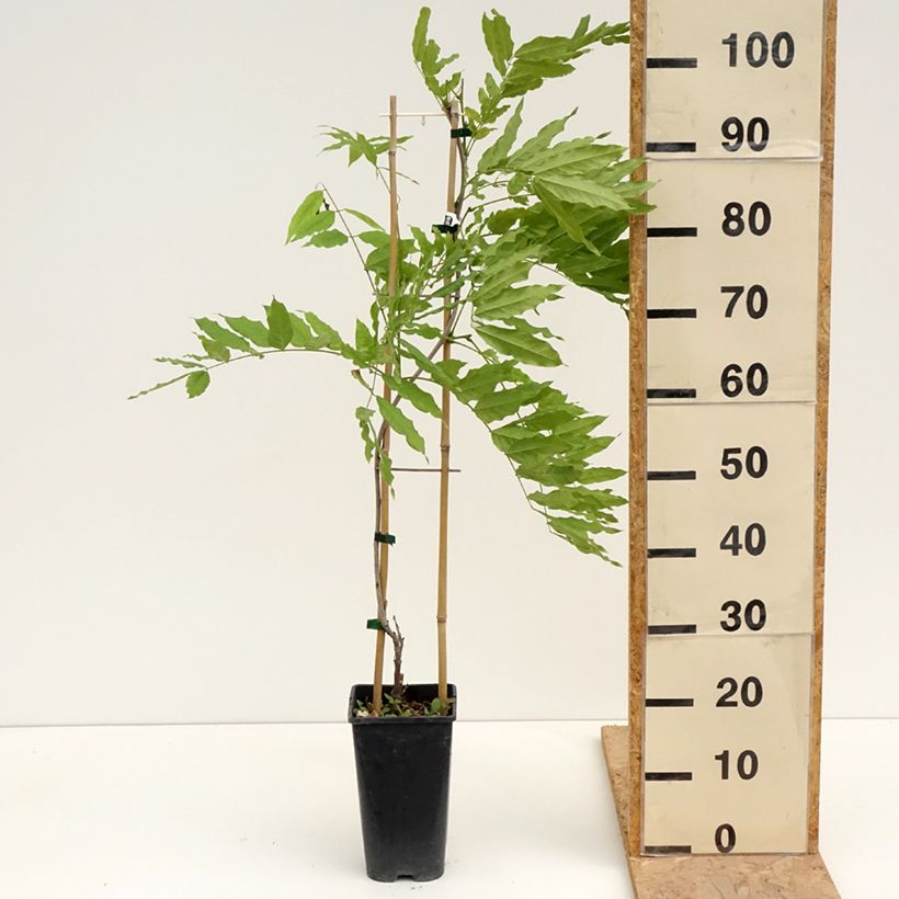 Exemplaar van Wisteria formosa - Blauwe regen Pot van 3 l/4 l zoals geleverd in de lente
