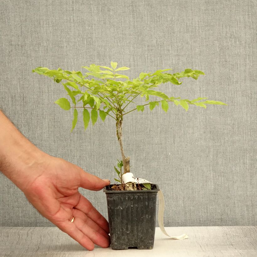 Exemplaar van Wisteria floribunda Alba - Blauweregen Kweekpotje van 8/9 cm zoals geleverd in de zomer