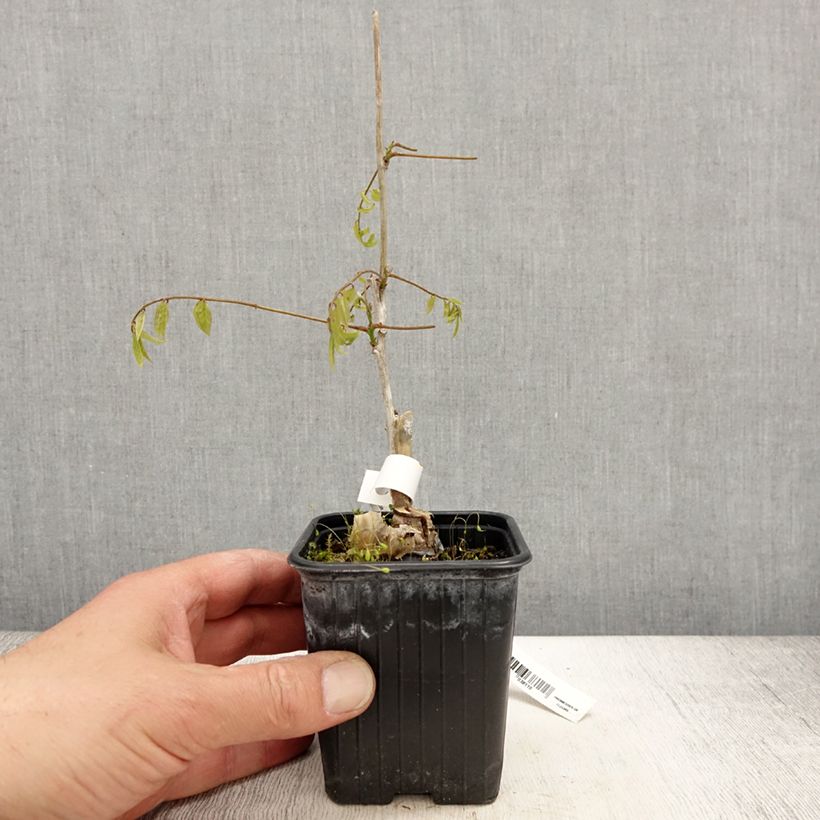 Exemplaar van Wisteria floribunda Alba - Blauweregen Kweekpotje van 8/9 cm zoals geleverd in de lente