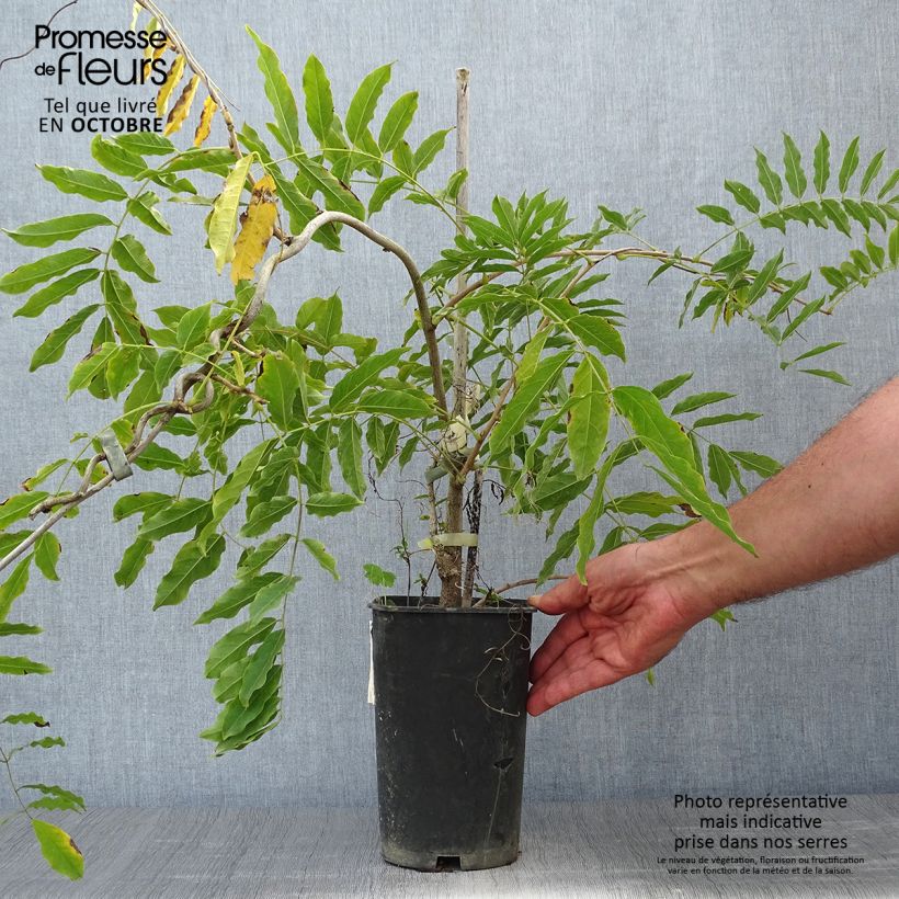 Exemplaar van Wisteria floribunda Alba - Blauweregen Pot van 1,5 l/2 l zoals geleverd in de herfst