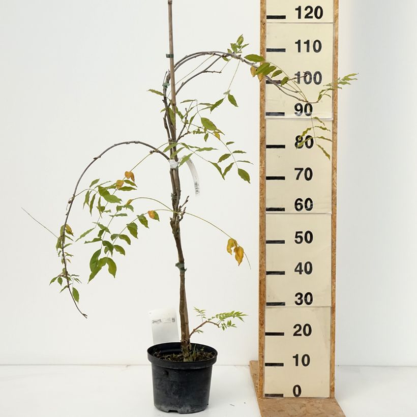 Exemplaar van Wisteria floribunda Domino - Blauweregen Pot van 1,5 l/2 l zoals geleverd in de herfst