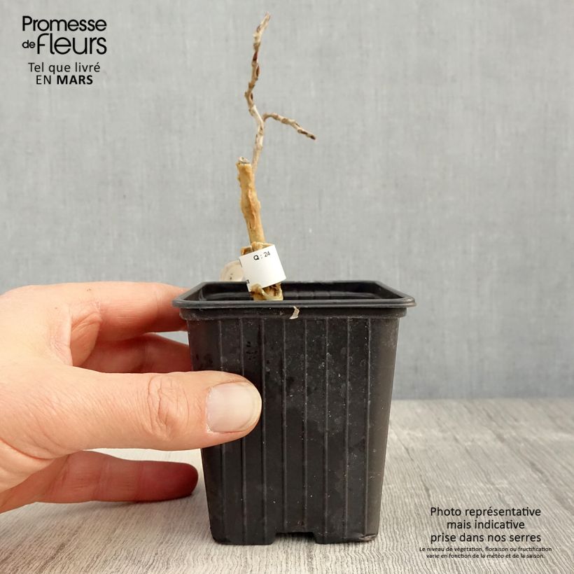 Exemplaar van Wisteria floribunda - Blauweregen Kweekpotje van 8/9 cm zoals geleverd in de lente