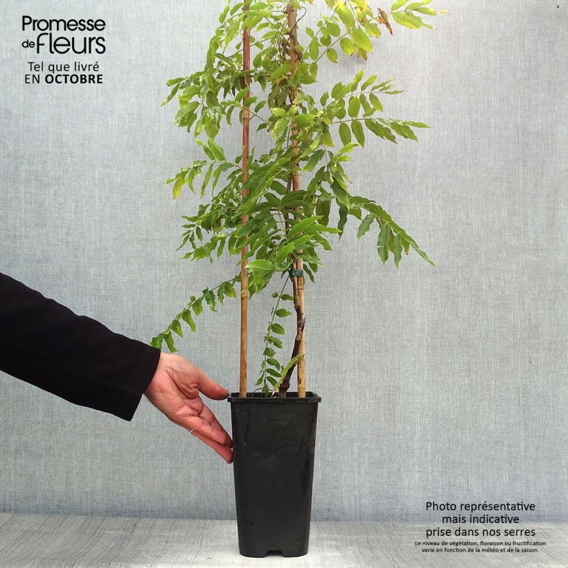 Exemplaar van Wisteria floribunda Macrobotrys - Blauweregen Pot van 2 l/3 l zoals geleverd in de herfst