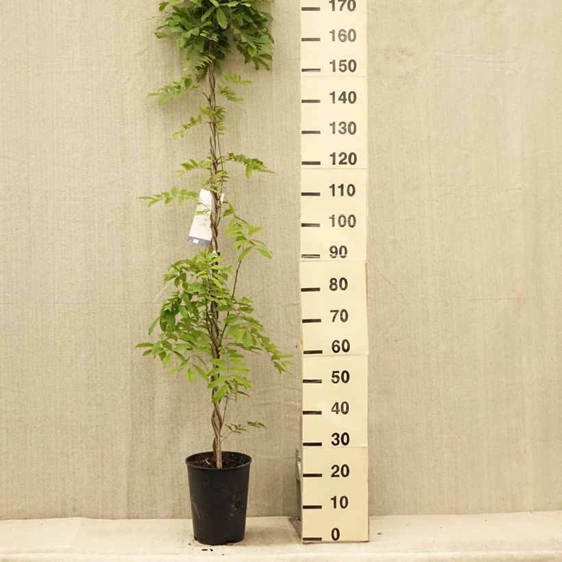 Exemplaar van Wisteria floribunda Shiro-noda - Blauweregen Pot van 4 l/5 l zoals geleverd in de zomer