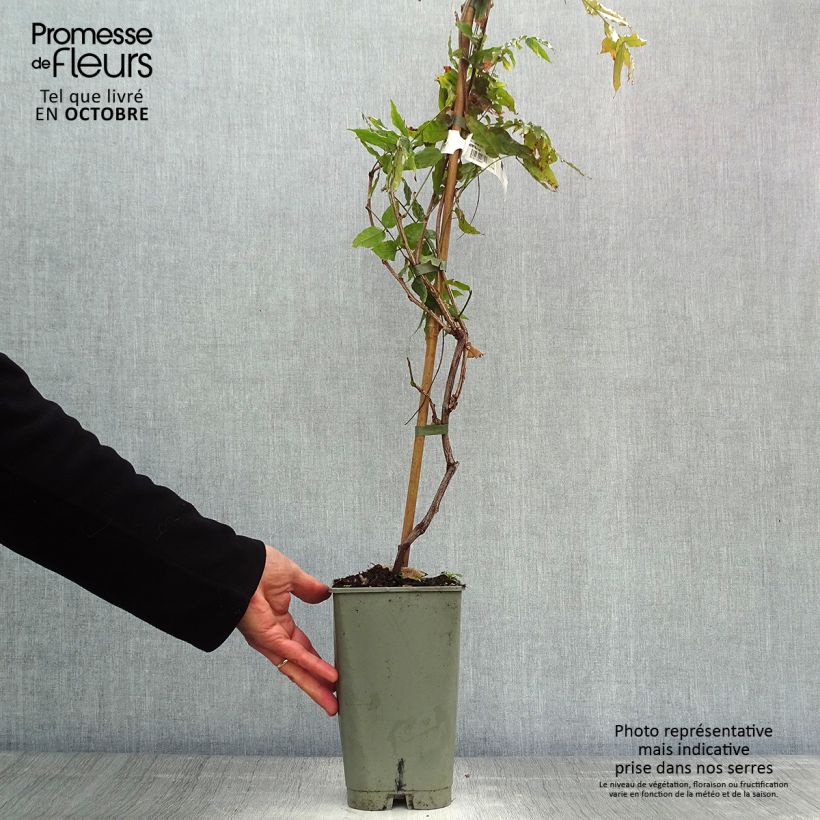Exemplaar van Wisteria floribunda Violacea Plena - Blauweregen Pot van 2 l/3 l zoals geleverd in de herfst