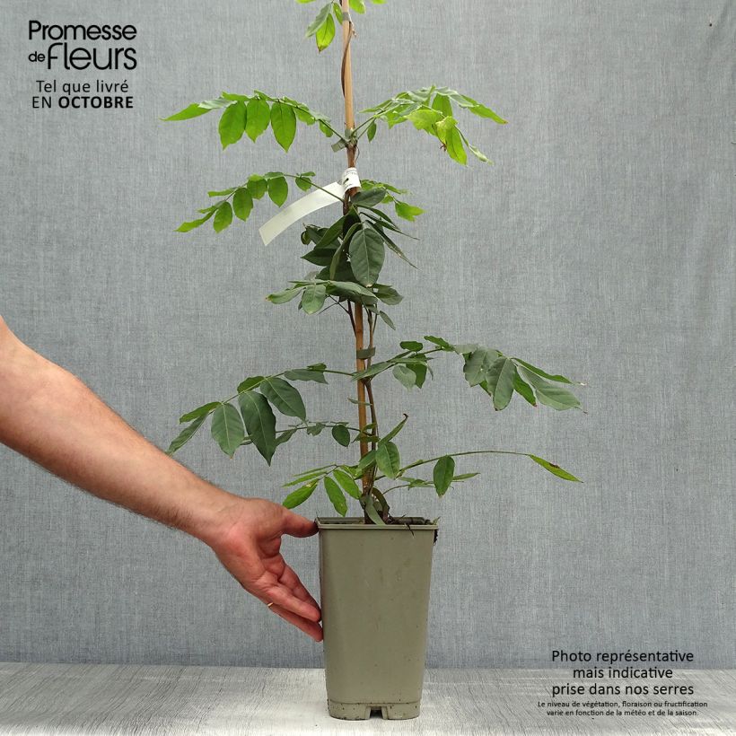 Exemplaar van Wisteria venusta - Blauwe regen Pot van 2 l/3 l zoals geleverd in de herfst