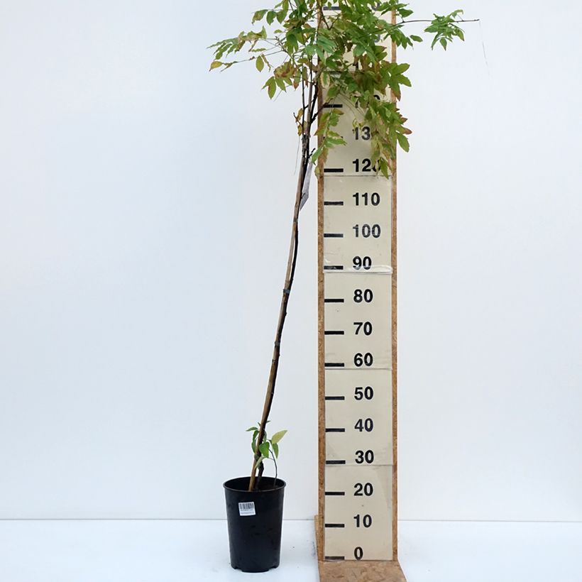 Exemplaar van Wisteria Grande Diva Barbara - Blauwe regen Pot van 4 l/5 l zoals geleverd in de herfst
