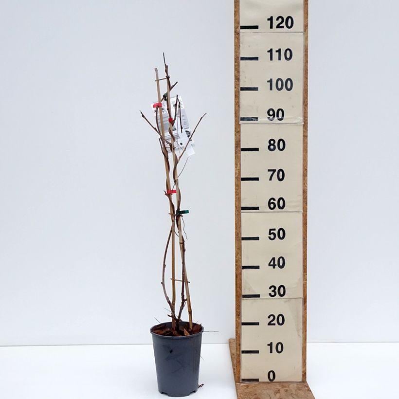 Exemplaar van Wisteria Grande Diva Barbara - Blauwe regen Pot van 4 l/5 l zoals geleverd in de winter